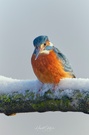 Eisvogel im Schnee