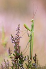 Mantis religiosa