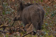 Ferkel mit Mama