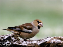 Hawfinch