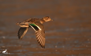 Krickenten Weibchen