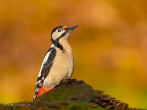 Burning Woodpecker