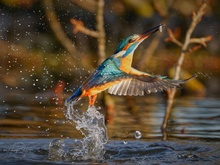 Eisvogel nach dem Auftauchen