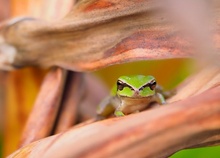 Kleiner Laubfrosch im Umfeld