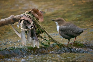 Wasseramsel