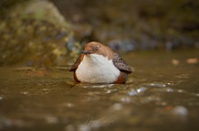 Auf Schwimmen ein Vogel