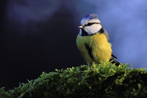 Blaumeise - Cyanistes caeruleus