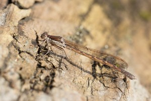 Gemeine Winterlibelle