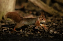 Eichhörnchen