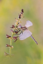 Frühe Heidelibelle