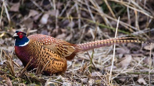 Jagdfasan