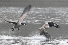 Kommunikation auf Gänseart