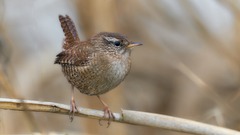 Der Kleine ganz Groß
