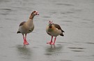 Nilgänse