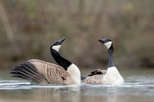 Kanadagänse (branta_canadensis)