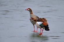 Nilgänse