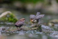 Glück muß man haben
