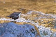 Heute bei der Wasseramsel