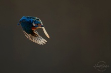 Eisvogel im Flug im Gegenlicht