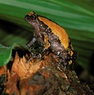 Uperodon triangularis