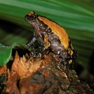 Uperodon triangularis