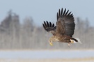 Seeadler, Hokkaido