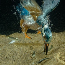 Tauchfoto Eisvogel