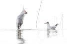 ein "Handstand" auf dem Wasser ?