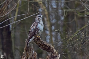 Mäusebussard im Gegenlicht