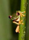 Red-Eyed Tree Frog