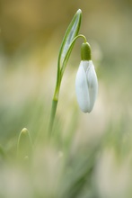 Schneeglöckchen