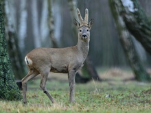 Rehbock im Bast