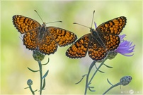 Flockenblumen-Scheckenfalter - Melitaea phoebe (Weibchen und Männchen )
