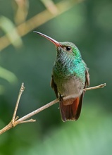 Rufous-tailed Hummingbird