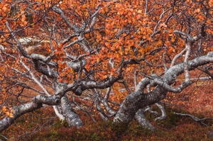 Birken im Herbst