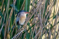 Zwerdommelmännchen im Habitat