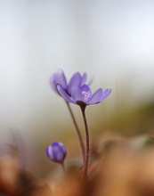 Leberblümchen