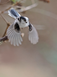 Schwanzmeise im Abflug