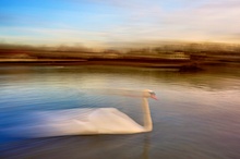 High-Speed-Swan