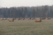 friedliche Nahrungsanufnahme