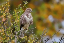 Bussard