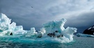 Am Cape Adare, Ross Sea