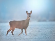 Ein frostiger Morgen