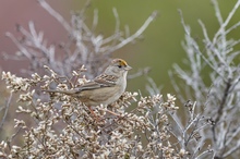 Spatz mit goldener Krone