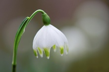 Frühlingserwachen