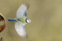 Blaumeisen-Abflug