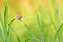 Ein Vögelchen in der Gräserwiese