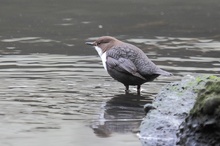 Im Trüben Fischen bzw.jagen