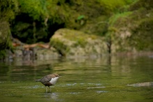 Wasseramsel