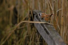 Thomas. Becker  / Bartmeisen-Pärchen am Federsee